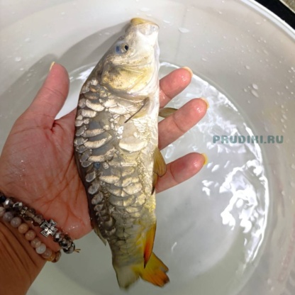 Карп зеркальный и обыкновенный – 25-28 см – сет 3 шт.