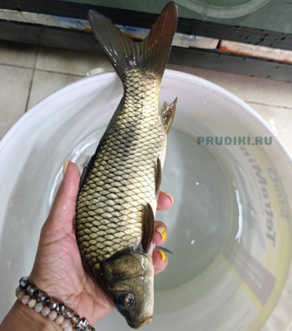 Карп зеркальный и обыкновенный – 25-28 см – сет 3 шт.