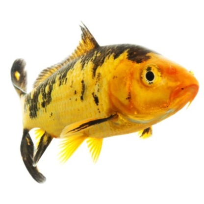 Местные кои для заселения в пруды Подмосковья