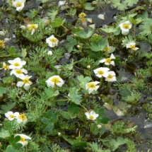 Batrachium-aquatile6