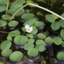 Luronium_natans Плавающее зимующее растение для прудов