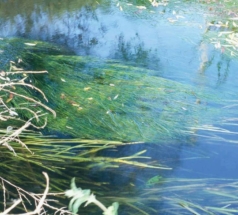 Potamogeton-pectinatus21