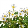 Шелковник обыкновенный (Batrachium aquatile)