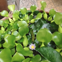 Набор плавающих растений для небольшого прудика