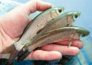 Белый амур водорослеед. Для поддержания чистоты в пруду.
