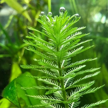 Перестолистник уруть