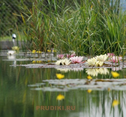 Кувшинки цветущие из питомника для своего пруда!