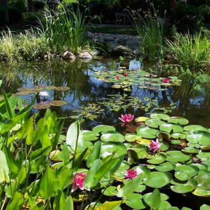 Красивый дизайн пруда с растениями