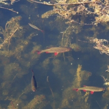 Scardinius erythrophthalmus