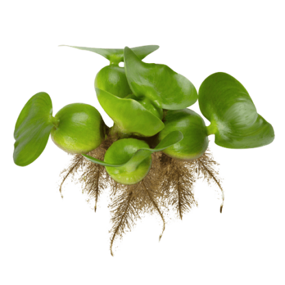 Эйхорния чистильщик