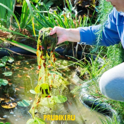 Как избавиться от нитчатки, сине-зелёных водорослей и тины?