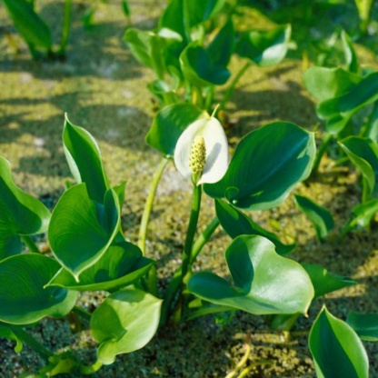 calla-palustris