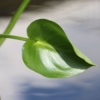 calla-palustris Белокрыльник