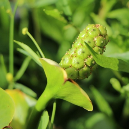 calla-palustris Белокрыльник