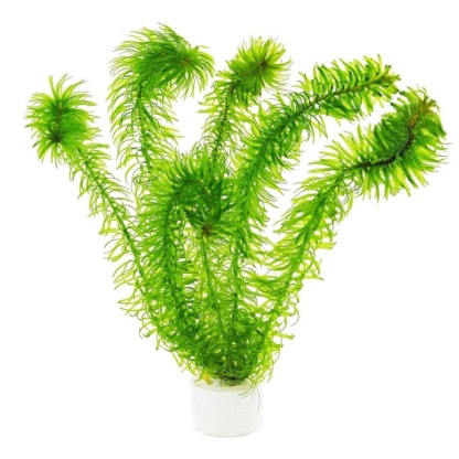 egeria-densa-bouquet