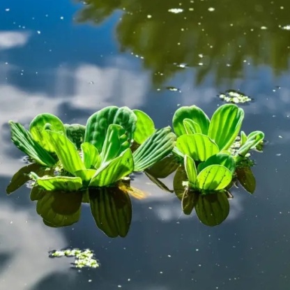 Водяной салат, капуста, роза, пистия