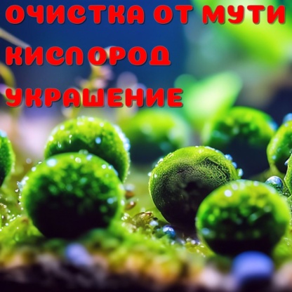 кладофора