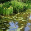 Красивая кубышка - растение для украшения прудов