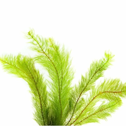 Мирриофиллум перестолистник