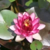 nymphaea almost black Необычная кувшинка для украшения пруда или водоёма.