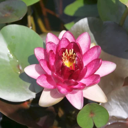 nymphaea almost black Необычная кувшинка для украшения пруда или водоёма.