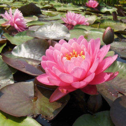 nymphaea-perrys-fire-opal-pond-water-lily1