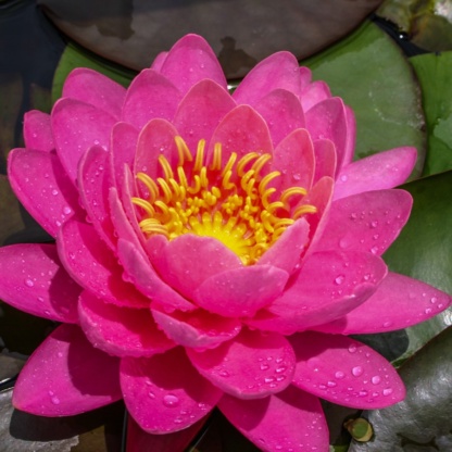 Nymphaea Fire Opal - Огненный опал - Очень яркая лилия