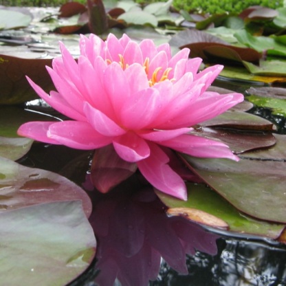 Nymphaea Fire Opal - Огненный опал - Очень яркая лилия для водоёма.