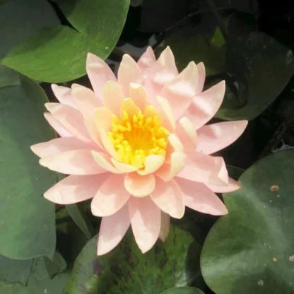 nymphaea-sunny-pink