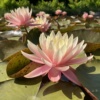 nymphaea-sunny-pink-a1