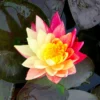 nymphaea-wanvisa - Купить нимфею ванвиза - розово-жёлтая лилия