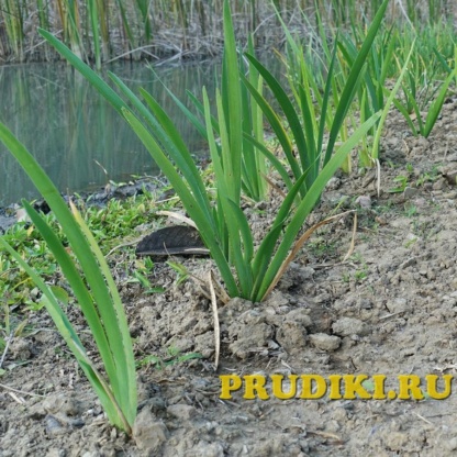 Высадка растений в биоплато