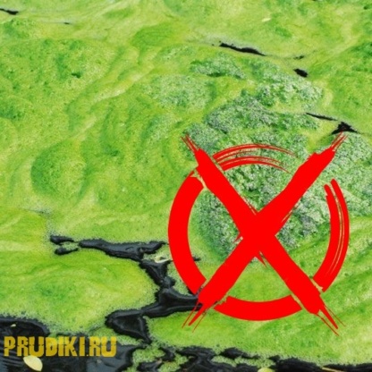 Водоросли в пруду