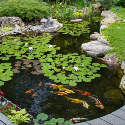 Покупка цветных рыб кои из питомника