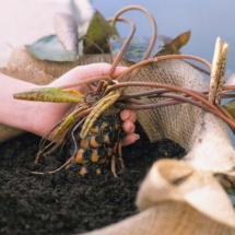 Посадка растений в пруду