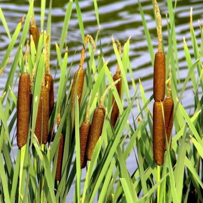 Декоративные виды растительности для прудов