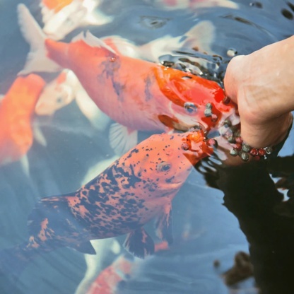 Как правильно и чем кормить прудовых рыб?