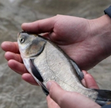 Толстолобик для запуск в пруд, купить недорого!