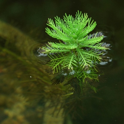 уруть - оксигенатор кислорода для очищения водоёмов