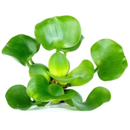 Водный гиацинт для чистки воды в пруду и озёрах, эйхорния.