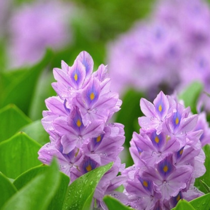 Эйхорнии разводят в питомнике