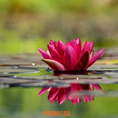 Кувшинка Джеймс Брайдон ярко-красная - подходит для любого пруда!