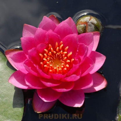 джеймс брайдон